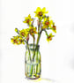 Cornish narcissi - Image 1