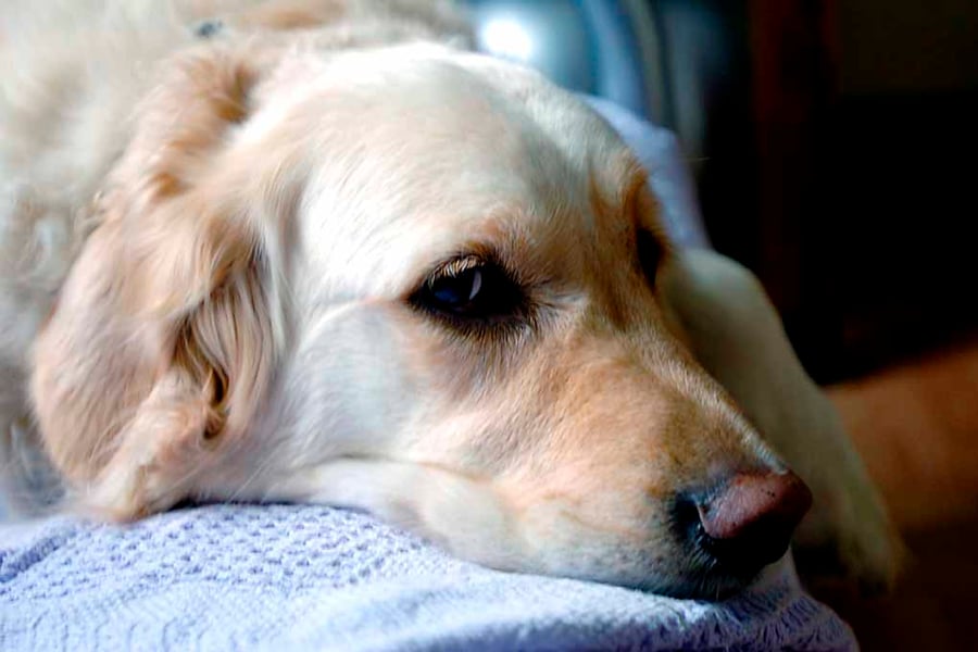 Golden Retriever Dog Portrait Photograph Print