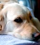 Golden Retriever Dog Portrait Photograph Print