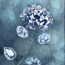 Hydrangea in Blue. Botanical gift. Cyanotype Art. 