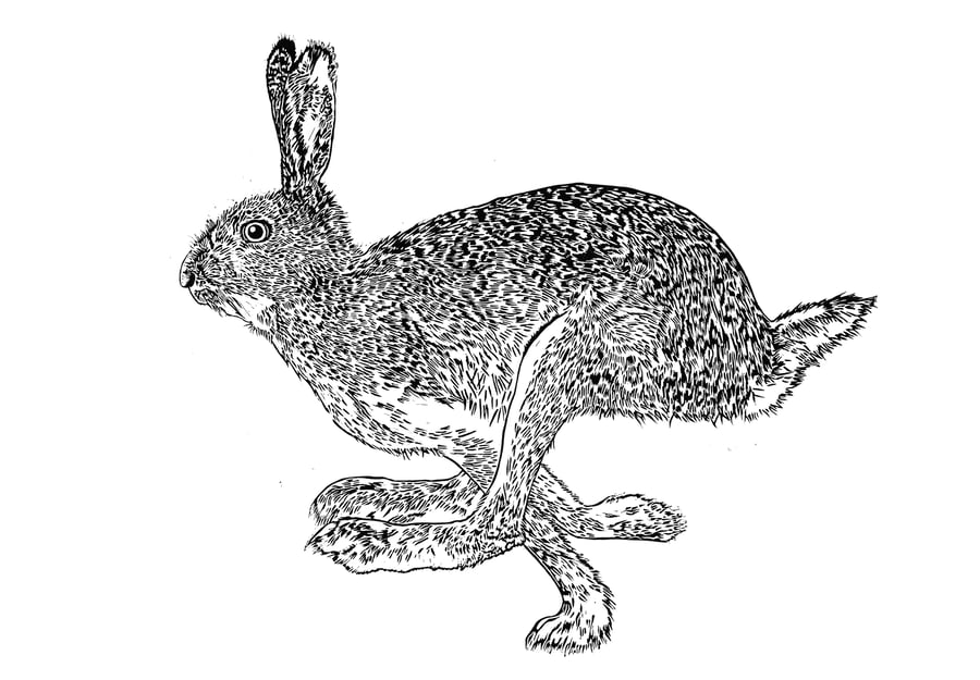 ‘Here Hare Here’