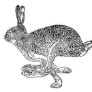 ‘Here Hare Here’