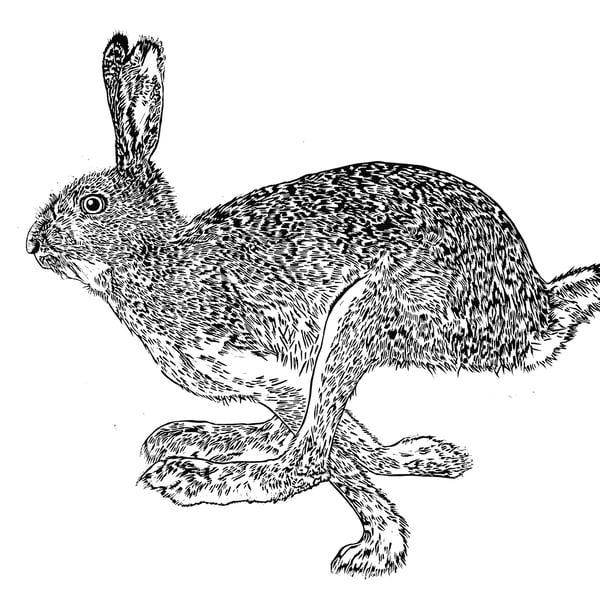 ‘Here Hare Here’