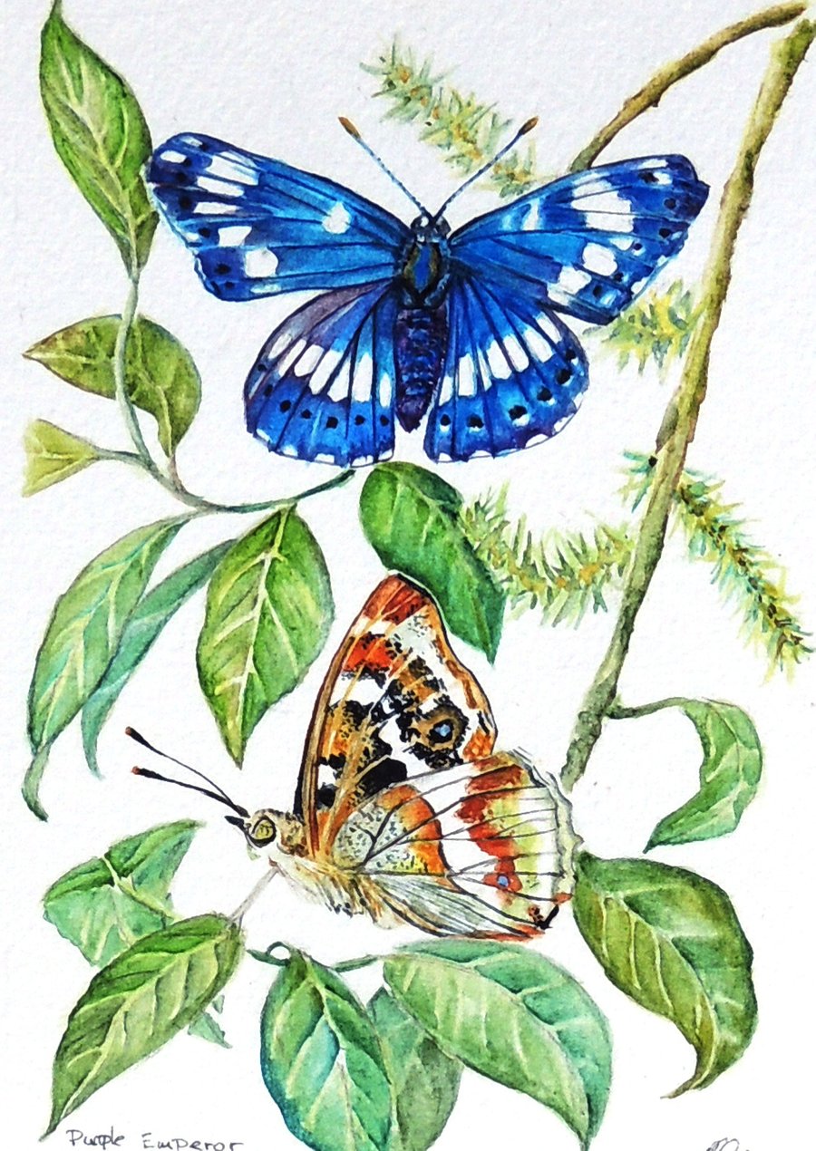 Framed Butterfly and Wild Flowers Botanical Watercolour  Painting