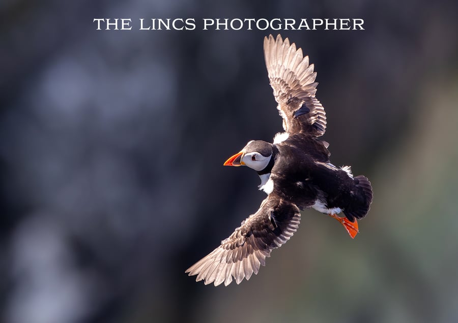 Puffin print (Limited edition of 10)