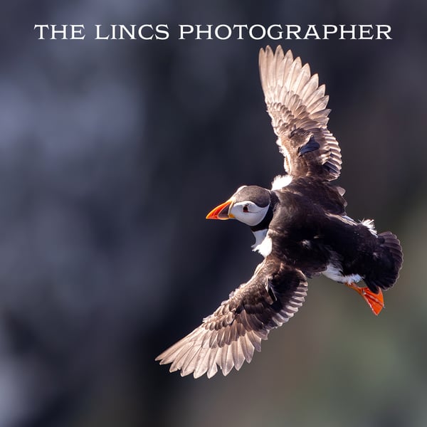 Puffin print (Limited edition of 10)