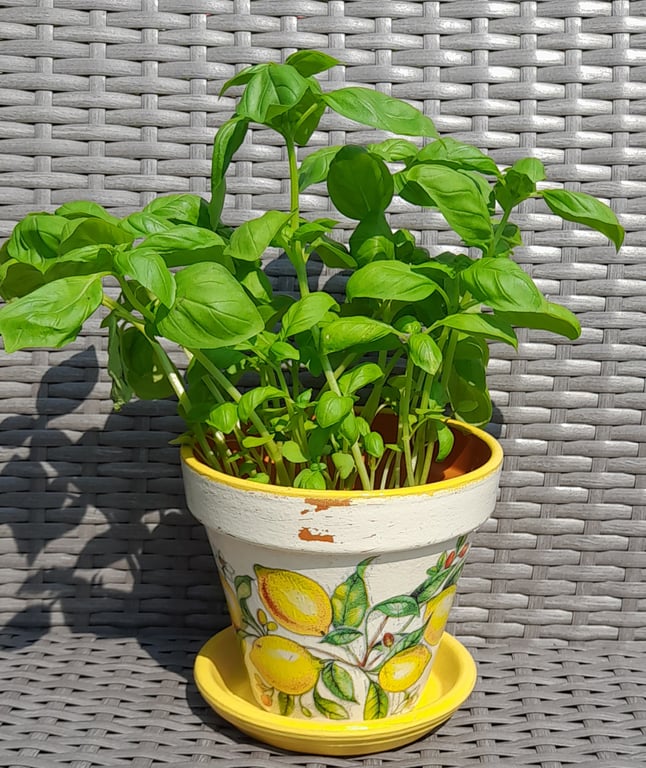 Mediterranean Lemon Plant Pot