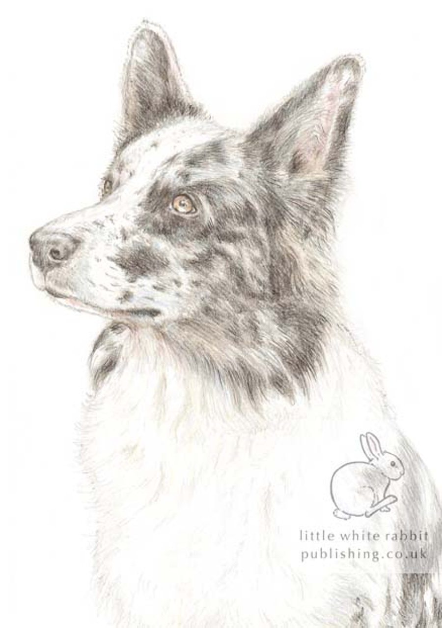 Nixi the Border Collie -  Blank Card