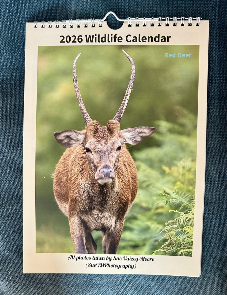 2026 Wall Calendar with Original Photos of Wildlife