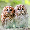 Exclusive Tawny Owls Greetings Card