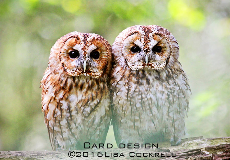 Exclusive Tawny Owls Greetings Card