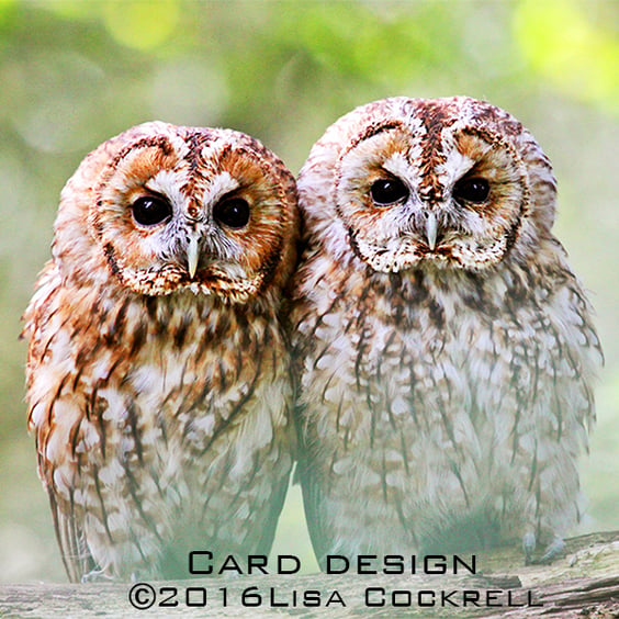 Exclusive Tawny Owls Greetings Card