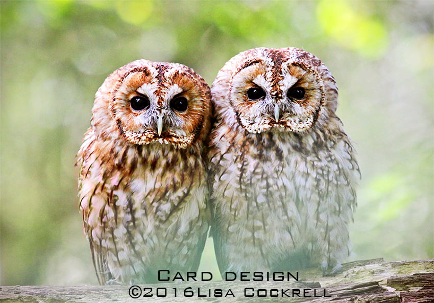 Exclusive Tawny Owls Greetings Card