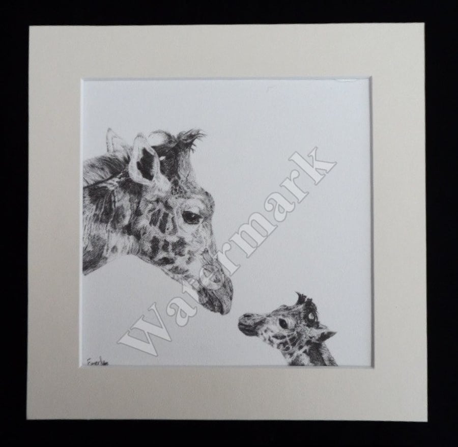 Giraffe with calf pencil drawing print