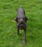 Labrador Playing with Toy Dog Statue Large Bronze Resin Garden Sculpture - Image 3