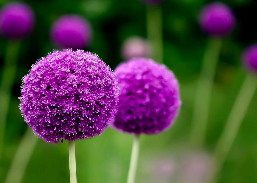 Allium Purple Sensation - Photographic Print Greetings Card