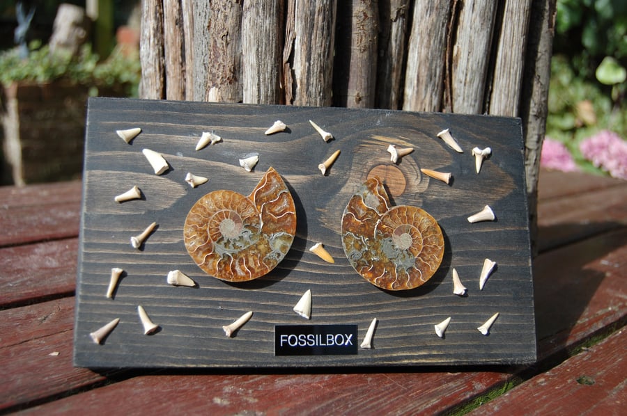 Ammonite and fossil shark tooth display