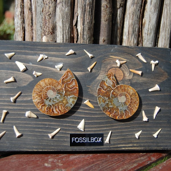 Ammonite and fossil shark tooth display