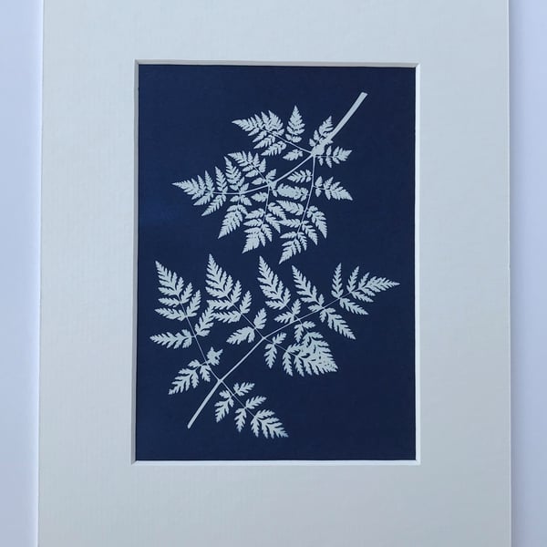 Sweet Cicely, Botanical Art in Cyanotype Photogram