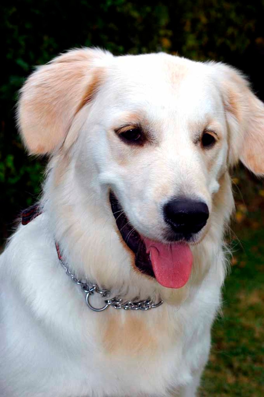 Golden Retriever Dog Portrait Photograph Print