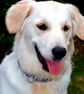 Golden Retriever Dog Portrait Photograph Print - Image 1