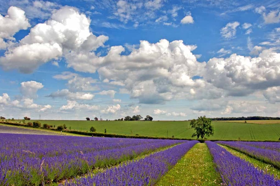 Lavender Field Purple Flowers Cotswolds UK Photograph Print