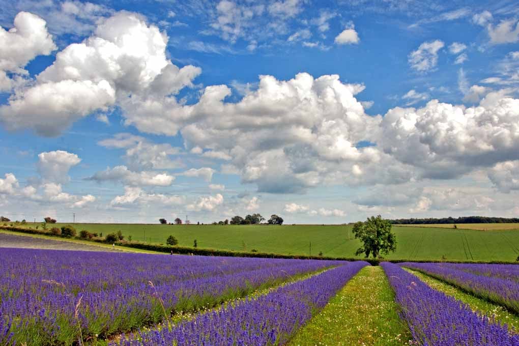 Lavender Field Purple Flowers Cotswolds UK Photograph Print