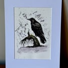 Crow - the quiet contemplation of the crow