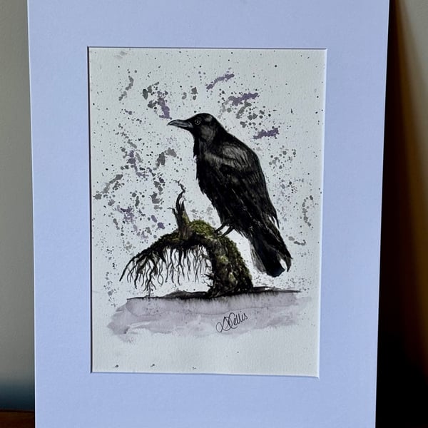 Crow - the quiet contemplation of the crow
