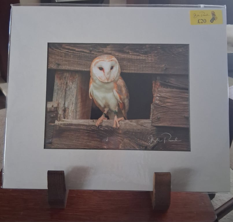 BARN OWL PHOTO IN A MOUNTED PRINT