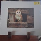 BARN OWL PHOTO IN A MOUNTED PRINT