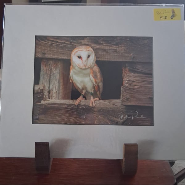 BARN OWL PHOTO IN A MOUNTED PRINT