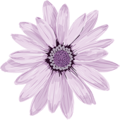 Urban Daisy Design