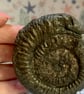 St Hilda Snakestone with stand from Whitby Beach Below the Abbey - Image 4