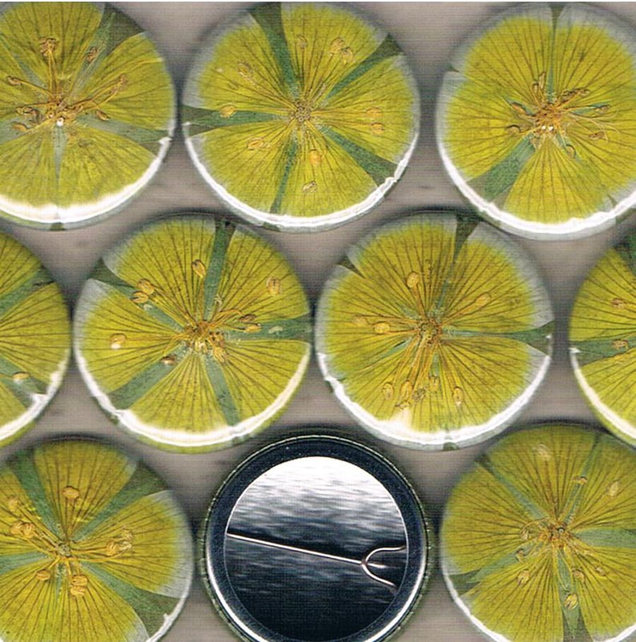 LIMNANTHES BADGE - Poached Egg Plant, pressed flower pinback button badge