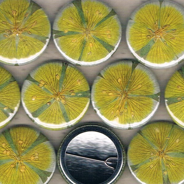 LIMNANTHES BADGE - Poached Egg Plant, pressed flower pinback button badge