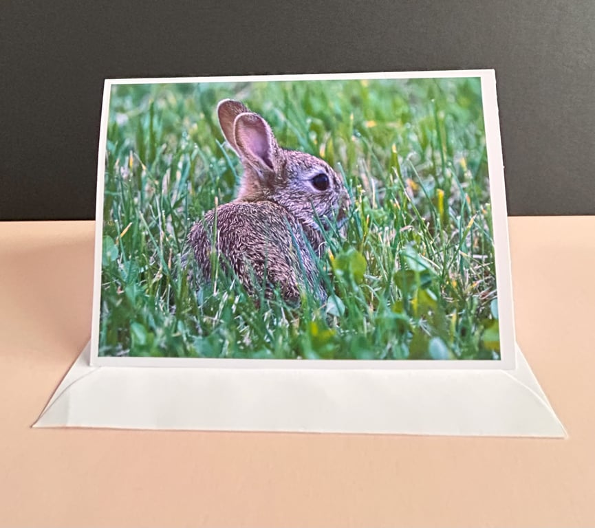 Wild Rabbit Blank Greetings Card