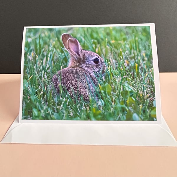 Wild Rabbit Blank Greetings Card