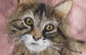 Pet Portraits