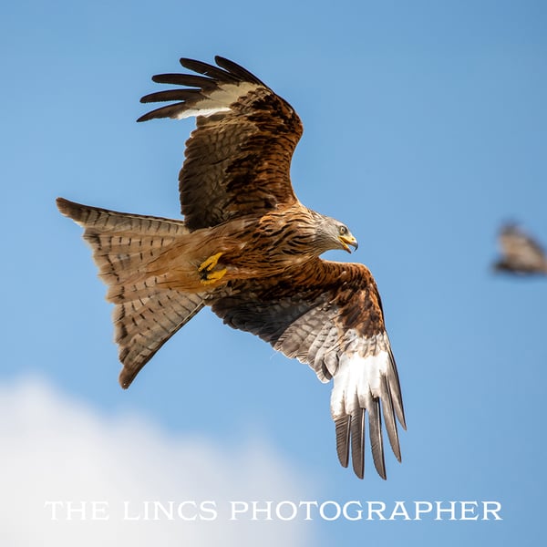 Red Kite print (Limited edition of 10)