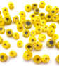 Sunflower murrini made with Bullseye 90coe glass