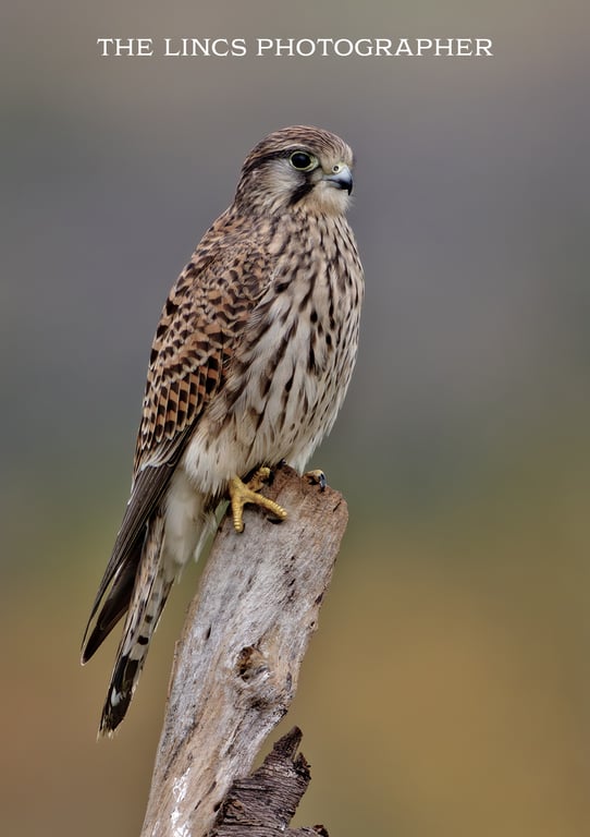 Kestrel print (Limited edition of 10)