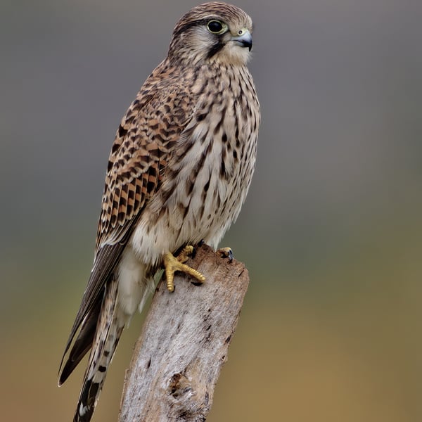 Kestrel print (Limited edition of 10)