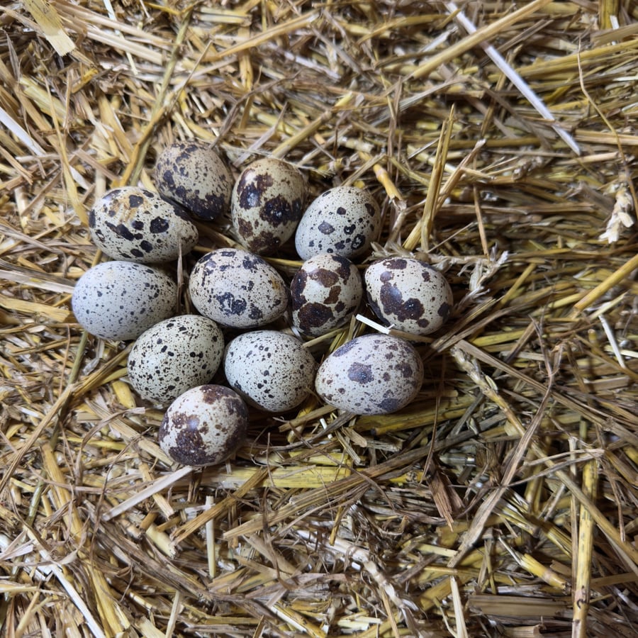 Blown Quail Eggs for Crafts - Natural Speckled Shells or Celadon Blue