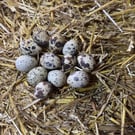 Blown Quail Eggs for Crafts - Natural Speckled Shells or Celadon Blue