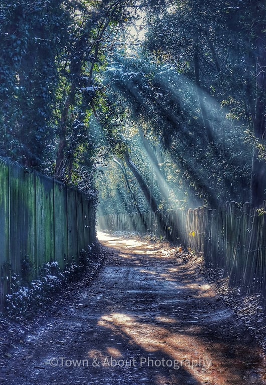 Trees in Sunlight, Woodland Photo, Kent 