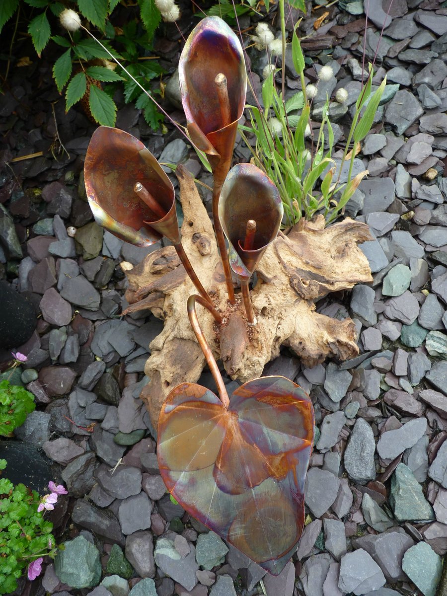 Copper calla lillies