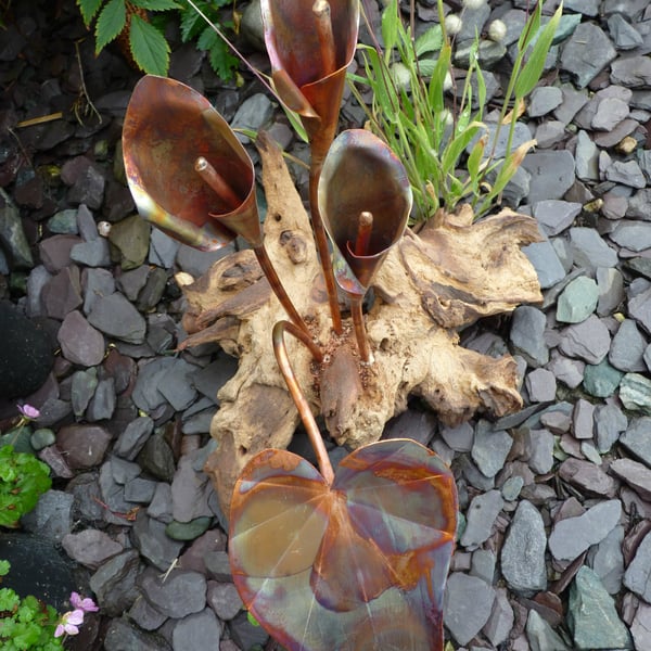 Copper calla lillies