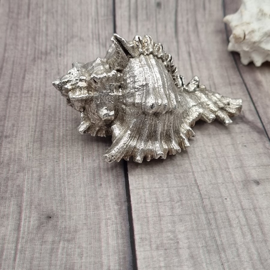 Real Murex seashell preserved in silver, beautiful ornament 
