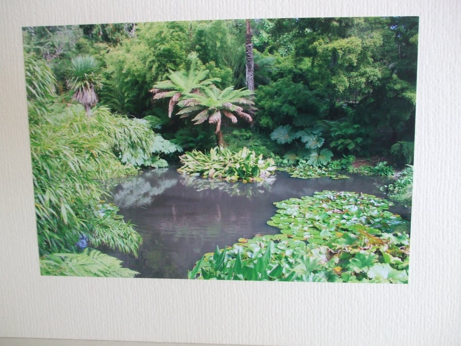 Photographic greetings card of the 'Lost Gardens of Heligan', Cornwall.